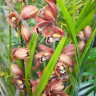 Орхидея Cymbidium (отцвел)