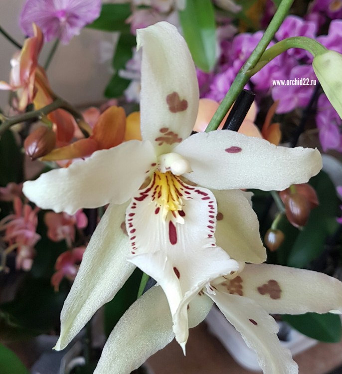 Орхидея Beallara (отцвела)