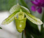Орхидея Paphiopedilum Mottled Leaf Albino Type (отцвёл)
