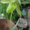 Орхидея Paphiopedilum Mottled Leaf Albino Type (отцвёл)