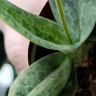 Орхидея Paphiopedilum Mottled Leaf Albino Type (отцвёл)