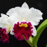 Орхидея Cattleya White with Red lip (сеянец) 