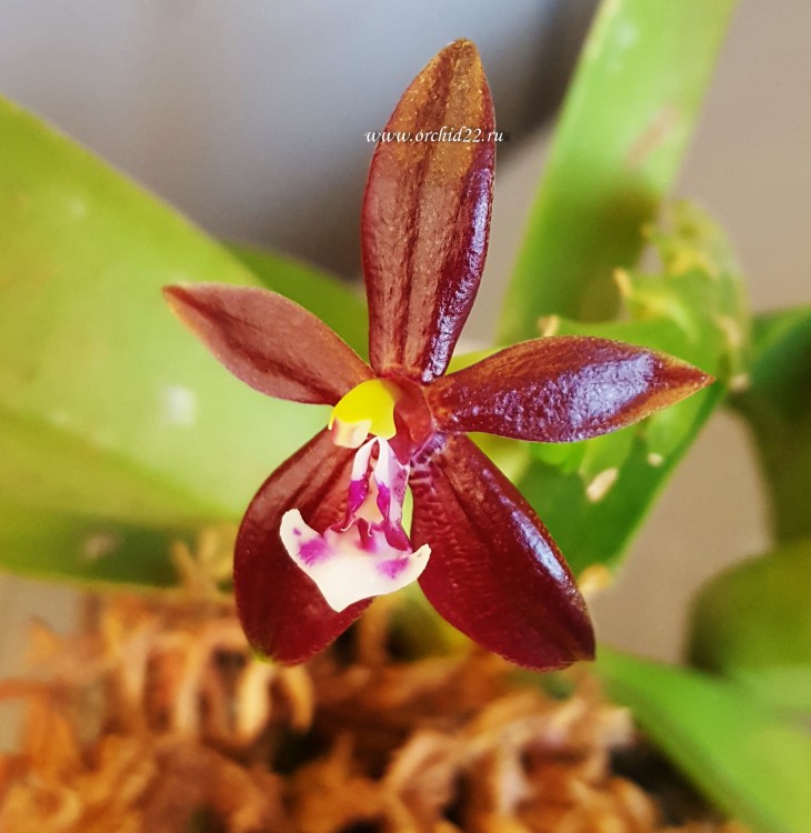 Орхидея Phalaenopsis cornu-cervi red (еще не цвёл)