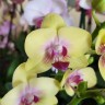 Орхидея Phalaenopsis Spunky, multiflora   