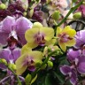 Орхидея Phalaenopsis Spunky, multiflora   