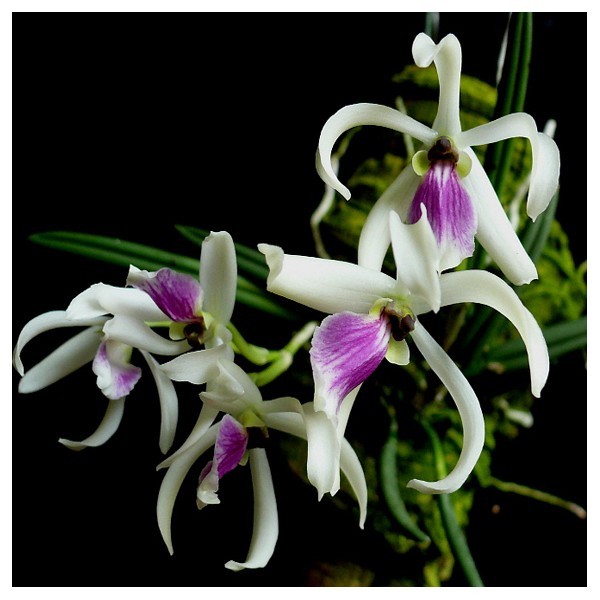 Орхидея Leptotes bicolor (отцвел)