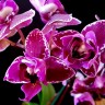 Орхидея Phalaenopsis Chia E Yenlin, variegata & 3 lips (еще не цвел)