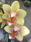 Орхидея Phalaenopsis, mini 