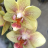 Орхидея Phalaenopsis, mini (отцвел)