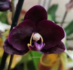 Орхидея Phalaenopsis Black, midi