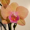 Орхидея Phalaenopsis Big Lip (цветет, РЕАНИМАШКА)        