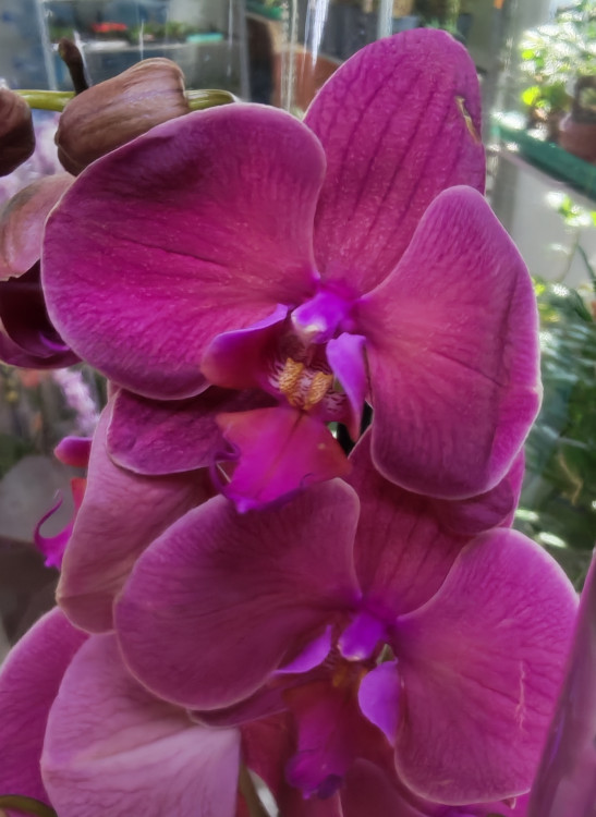 Орхидея Phalaenopsis 