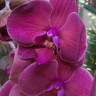 Орхидея Phalaenopsis 