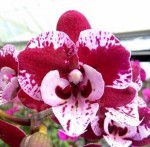 Орхидея Phalaenopsis SKB Black Lace (отцвел) 