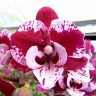 Орхидея Phalaenopsis SKB Black Lace (отцвел) 