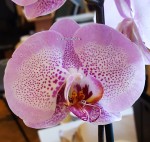 Орхидея Phalaenopsis Sexy Pink (отцвел)