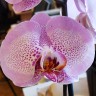 Орхидея Phalaenopsis Sexy Pink (отцвел)