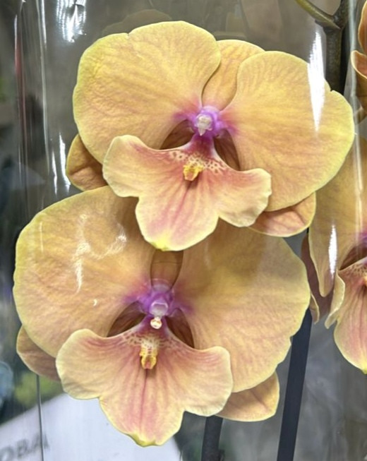 Орхидея Phalaenopsis Big Lip (отцвел)    