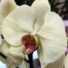 Орхидея Phalaenopsis  (отцвел) 