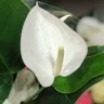 Anthurium Baby White (деленка без цветов)