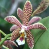 Орхидея Phalaenopsis Spider, multiflora (отцвел)