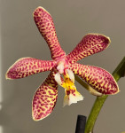 Орхидея Phalaenopsis Spider, multiflora 