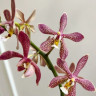 Орхидея Phalaenopsis Spider, multiflora 