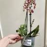 Орхидея Phalaenopsis Spider, multiflora 
