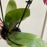 Орхидея Phalaenopsis Spider, multiflora 