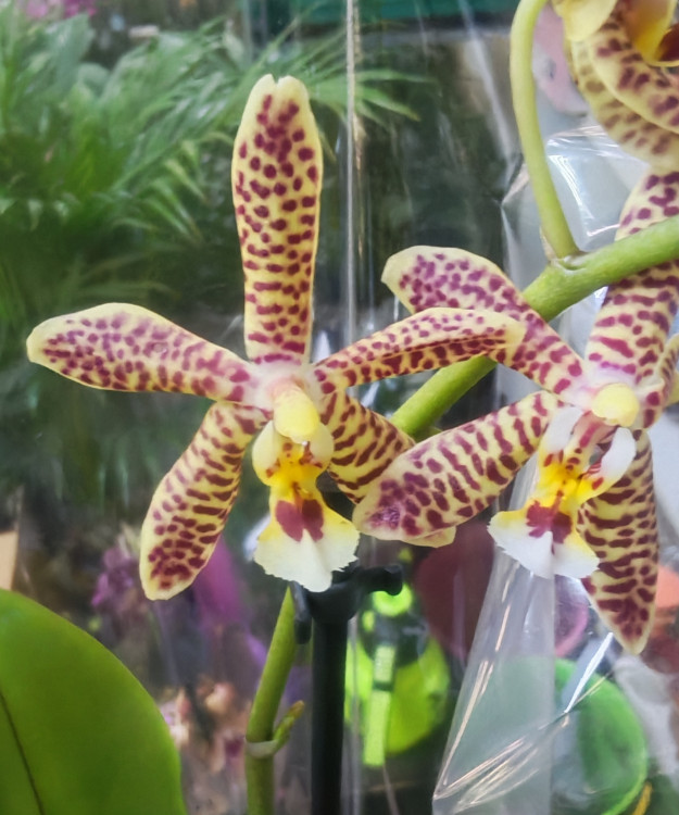 Орхидея Phalaenopsis Spider, multiflora *