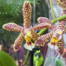 Орхидея Phalaenopsis Spider, multiflora *