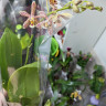 Орхидея Phalaenopsis Spider, multiflora *