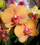 Орхидея Phalaenopsis Bologna 