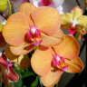 Орхидея Phalaenopsis Bologna (отцвел)