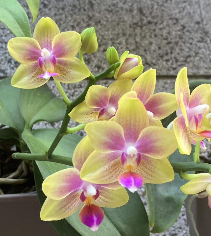 Орхидея Phalaenopsis Biondoro, multiflora (отцвела)