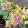 Орхидея Phalaenopsis Biondoro, multiflora (отцвела)