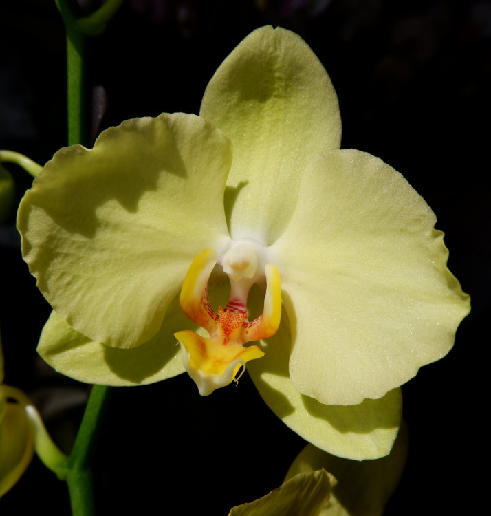 Орхидея Phalaenopsis Ferrara  
