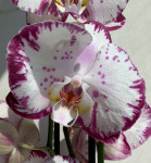 Орхидея Phalaenopsis 