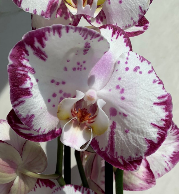 Орхидея Phalaenopsis 