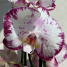 Орхидея Phalaenopsis 
