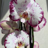 Орхидея Phalaenopsis 