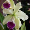 Орхидея Epicattleya El Hatillo 'Pinta'