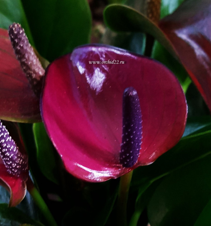 Anthurium Princess Amalia Purple (отцвел)