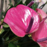 Anthurium Princess Amalia Purple (отцвел)