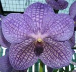 Орхидея Vanda Rothschildiana (отцвела)