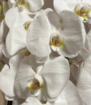 Орхидея Phalaenopsis Ural