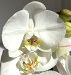 Орхидея Phalaenopsis Ural