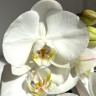 Орхидея Phalaenopsis Ural