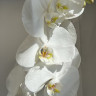 Орхидея Phalaenopsis Ural
