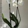Орхидея Phalaenopsis Ural